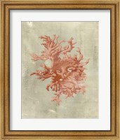 Coral in Terra Cotta Fine Art Print