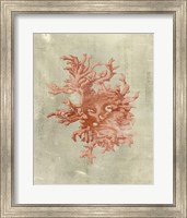 Coral in Terra Cotta Fine Art Print