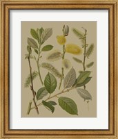 Forest Foliage II Fine Art Print