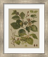 Forest Foliage III Fine Art Print