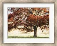Sunbathed Oak I Fine Art Print