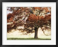 Sunbathed Oak I Fine Art Print