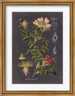Midnight Botanical I Fine Art Print