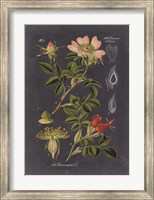 Midnight Botanical I Fine Art Print