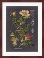 Midnight Botanical I Fine Art Print