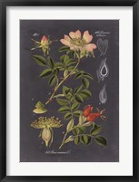 Midnight Botanical I Fine Art Print