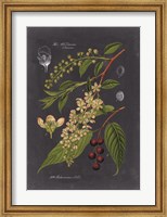 Midnight Botanical II Fine Art Print