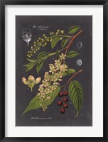 Midnight Botanical II Fine Art Print