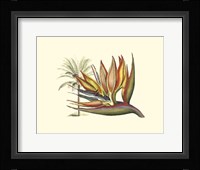Bird of Paradise I Framed Print