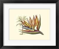 Bird of Paradise I Fine Art Print