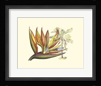 Bird of Paradise II Framed Print