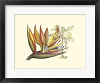 Bird of Paradise II Fine Art Print