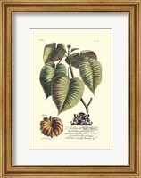 Royal Botanical I Fine Art Print