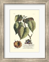 Royal Botanical I Fine Art Print