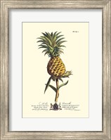 Royal Botanical II Fine Art Print