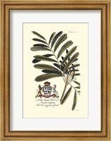 Royal Botanical III Fine Art Print
