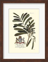 Royal Botanical III Fine Art Print