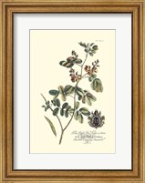 Royal Botanical IV Fine Art Print