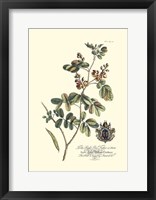 Royal Botanical IV Fine Art Print