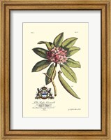 Royal Botanical V Fine Art Print