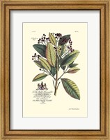 Royal Botanical VI Fine Art Print