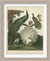 Peacock Gathering Fine Art Print