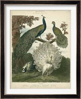Peacock Gathering Fine Art Print