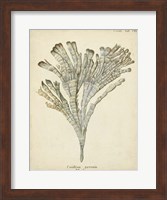 Coral Collection I Fine Art Print