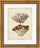 Coral Collection II Fine Art Print