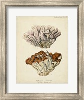 Coral Collection II Fine Art Print