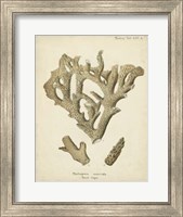 Coral Collection IV Fine Art Print