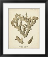 Coral Collection IV Fine Art Print
