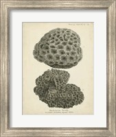 Coral Collection V Fine Art Print