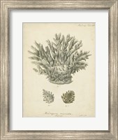 Coral Collection VII Fine Art Print