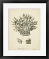 Coral Collection VII Fine Art Print