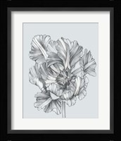 Silvery Blue Tulips I Fine Art Print