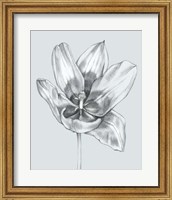Silvery Blue Tulips II Fine Art Print
