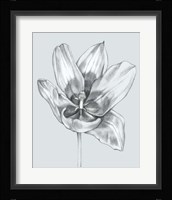 Silvery Blue Tulips II Fine Art Print