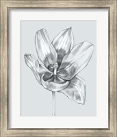 Silvery Blue Tulips II Fine Art Print