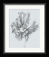 Silvery Blue Tulips III Fine Art Print