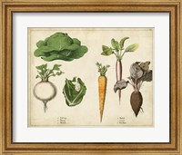 Kitchen Vegetables & Roots I Fine Art Print