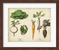 Kitchen Vegetables & Roots I Fine Art Print