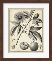 Passiflora I Fine Art Print