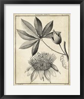 Passiflora II Fine Art Print
