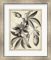 Passiflora III Fine Art Print