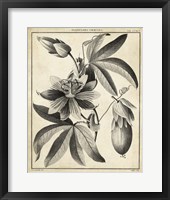 Passiflora III Fine Art Print