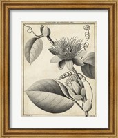 Passiflora IV Fine Art Print