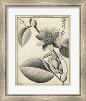 Passiflora IV Fine Art Print