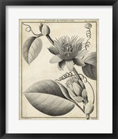 Passiflora IV Fine Art Print
