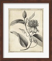 Passiflora V Fine Art Print